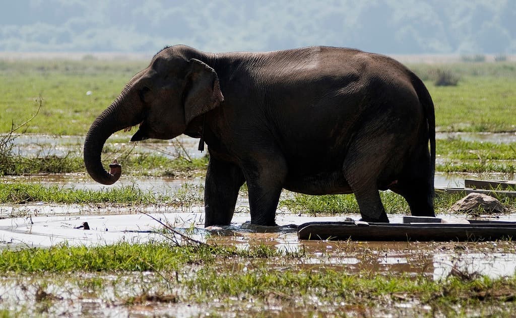 elephant ban khiet ngong